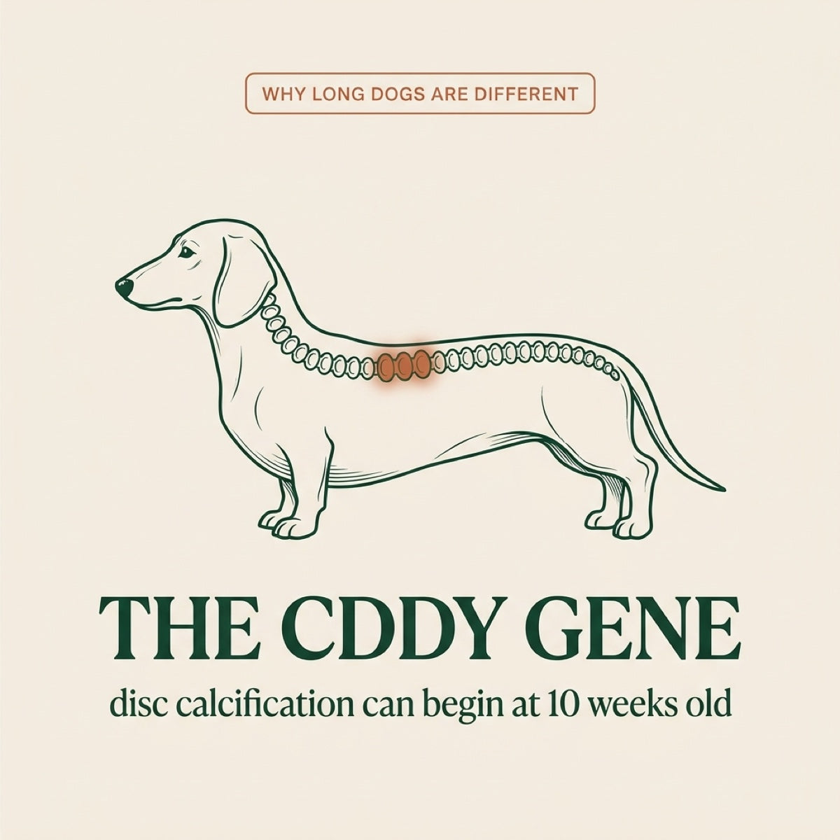 Product Title: Daily Disc Defense™ Soft Chews — Formulated for CDDY/CDPA Breeds